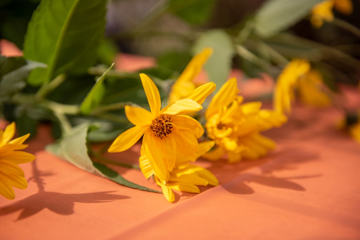 Des fleurs de topinambours