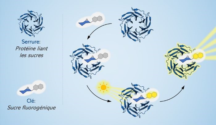 Selon un modèle clé-serrure, grâce à un chromophore réactif attaché à une molécule de sucre, lorsque celle-ci rencontre une lectine, les deux molécules se lient et deviennent fluorescentes.