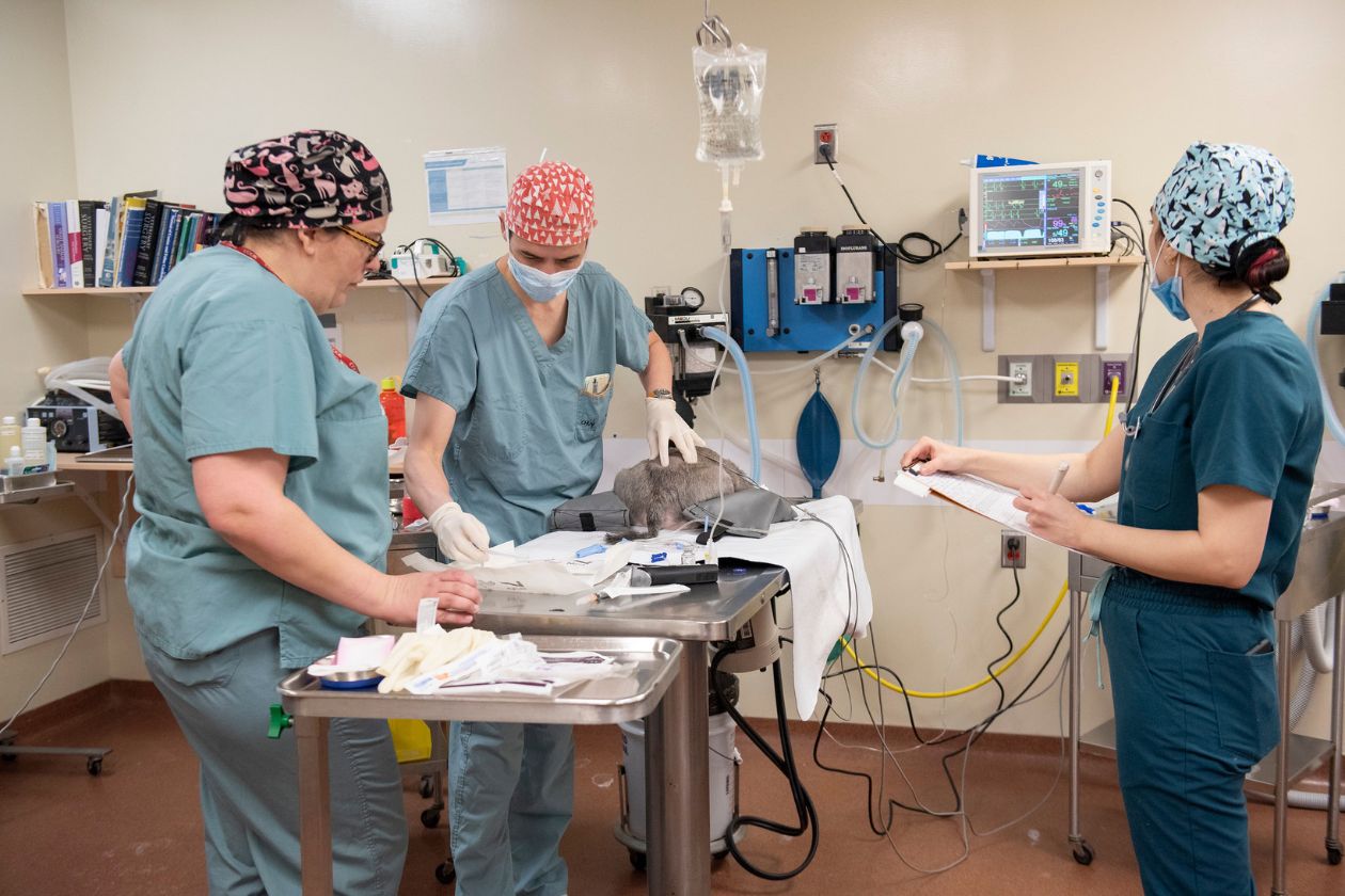 En salle préopératoire, la patiente est anesthésiée puis intubée. 