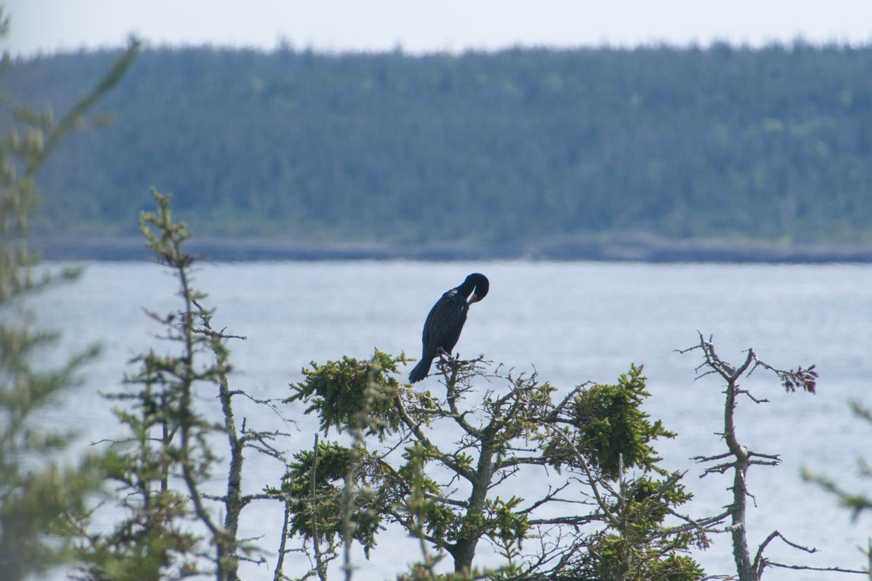 Les cormorans à aigrettes nichent dans les arbres.