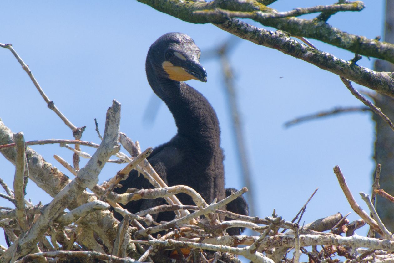 Un bébé cormoran à aigrettes.
