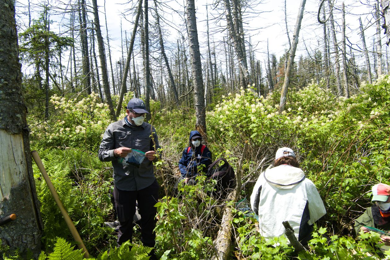 L’équipe au travail. Le travail de terrain est rendu difficile par les framboisiers très denses qui ont envahi les zones où la forêt a disparu, et les déjections d’oiseaux.
