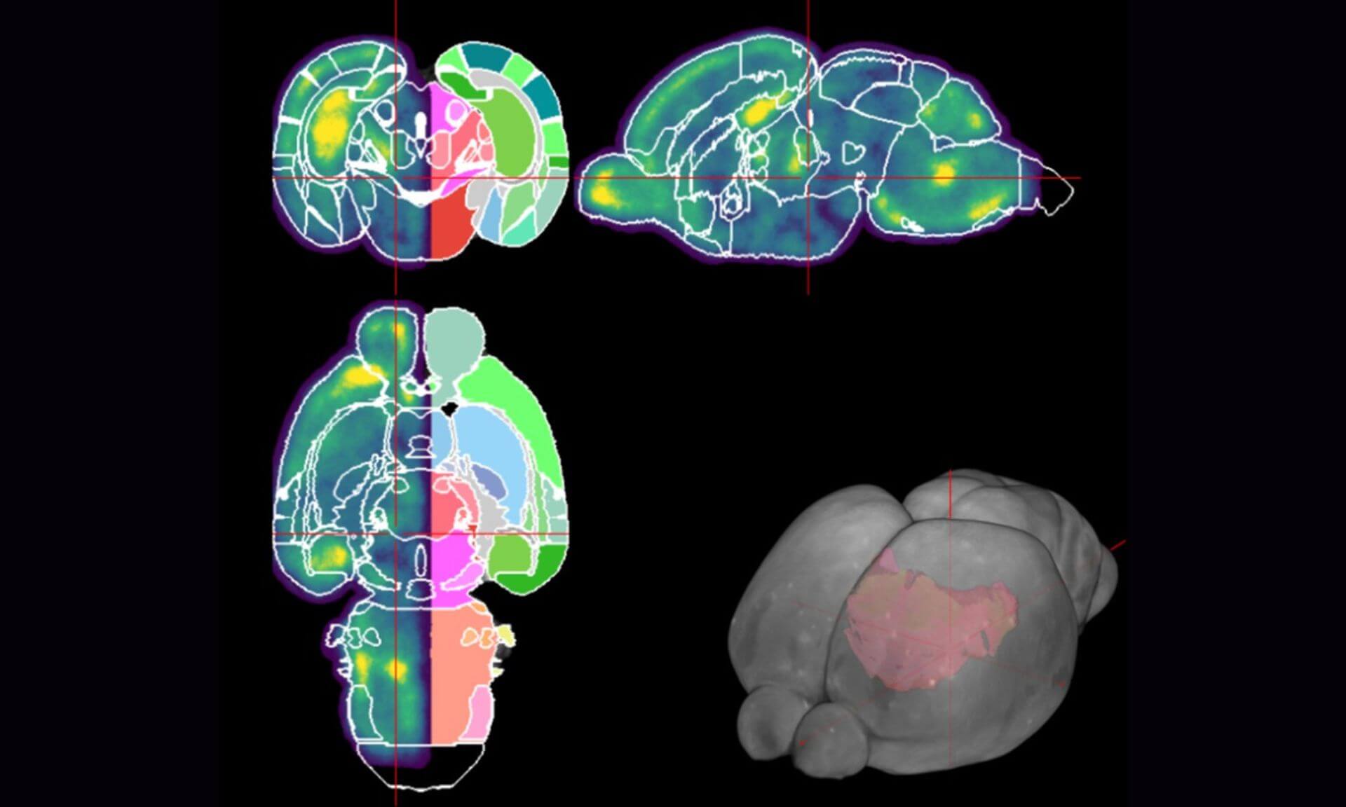 During the early stages of development, there is a very strong link between the animal's sensory experience and the location where blood vessels form. 