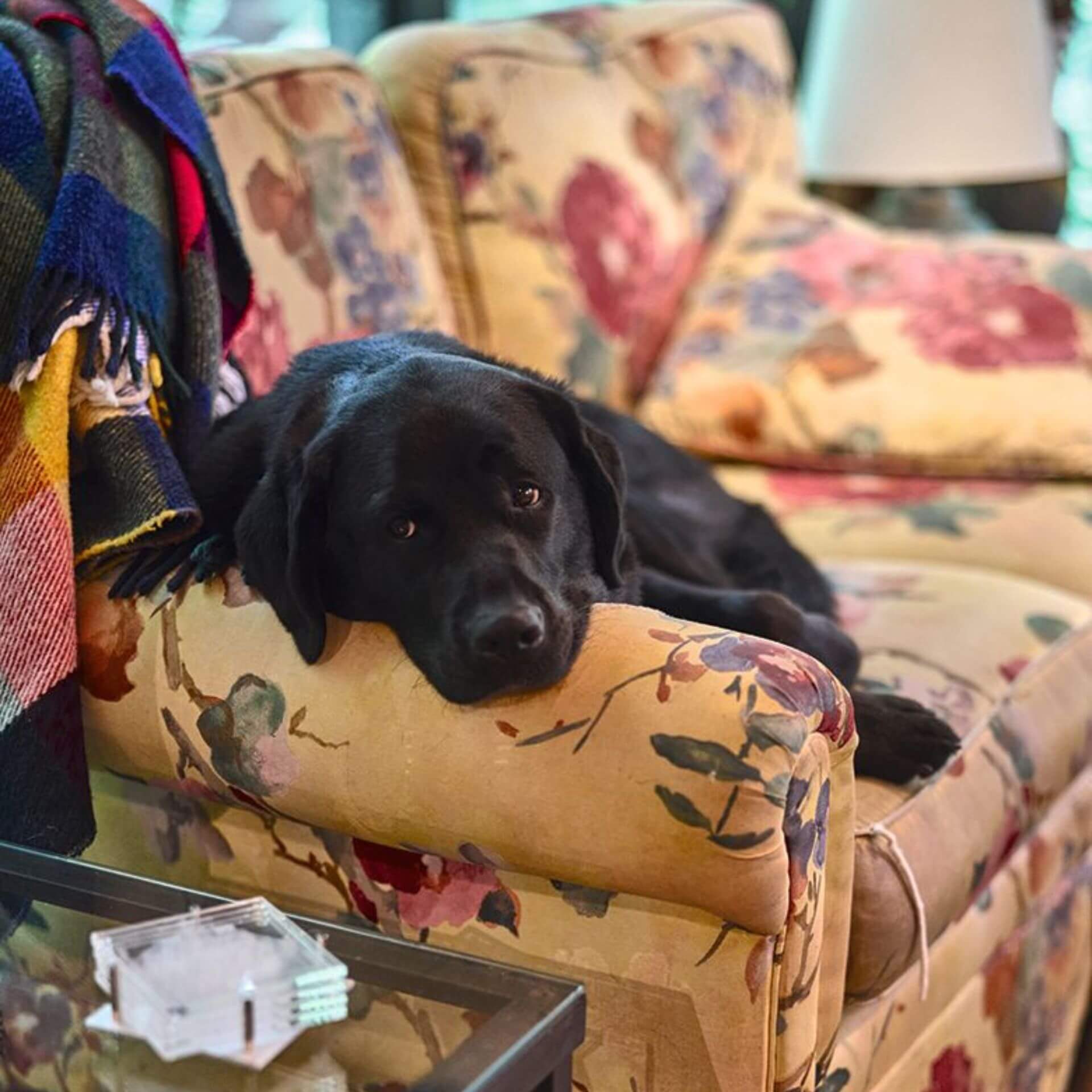Louise Arbour’s dog, Loma