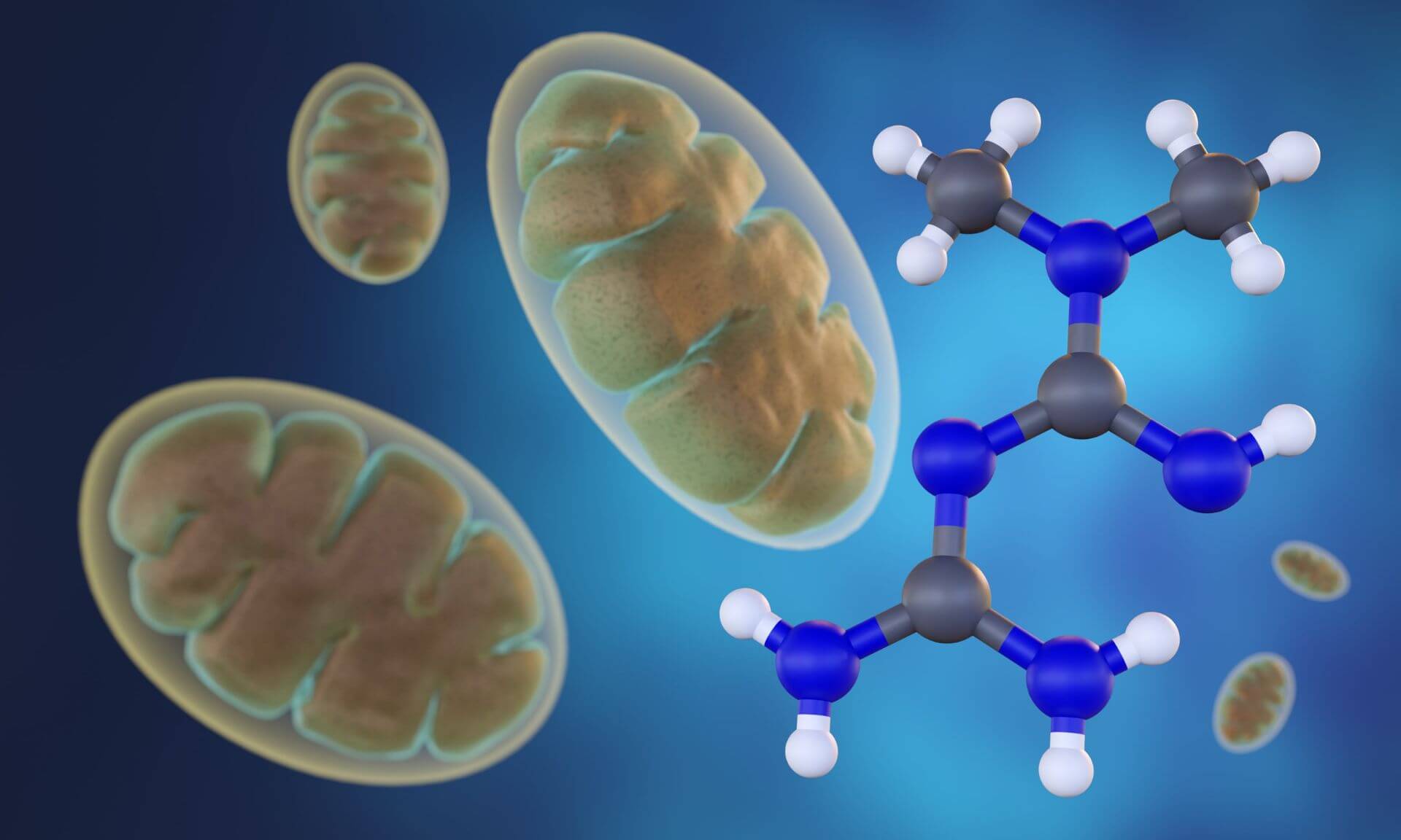 Une représentation en 3D de la metformine, une petite molécule, montre qu'elle est activement transportée vers les mitochondries. Une fois là-bas, elle se fixe sur l'ATP synthase F1F0 et inhibe la chaîne de transport d'électrons, ce qui empêche la production d'ATP.