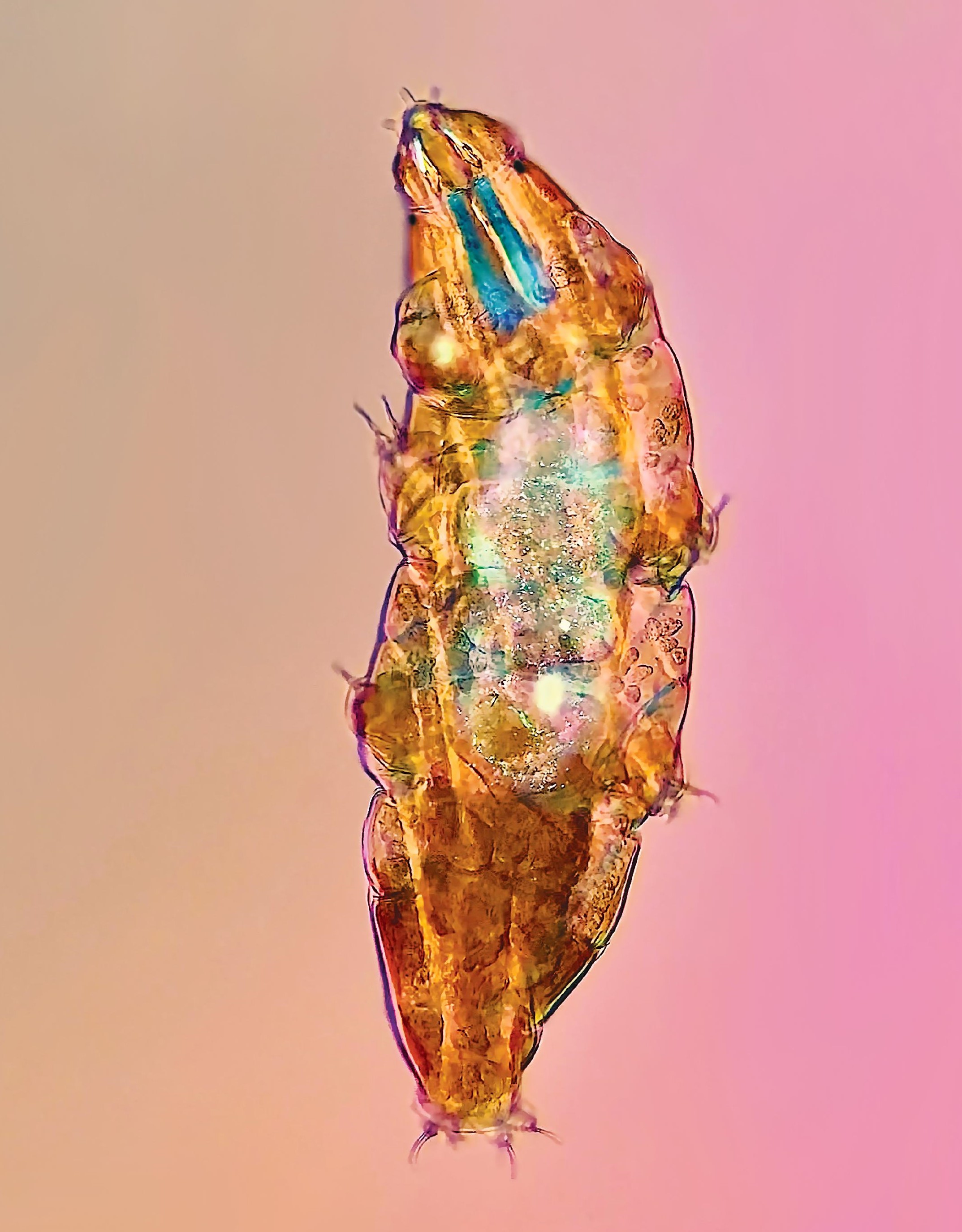 Tardigraphe