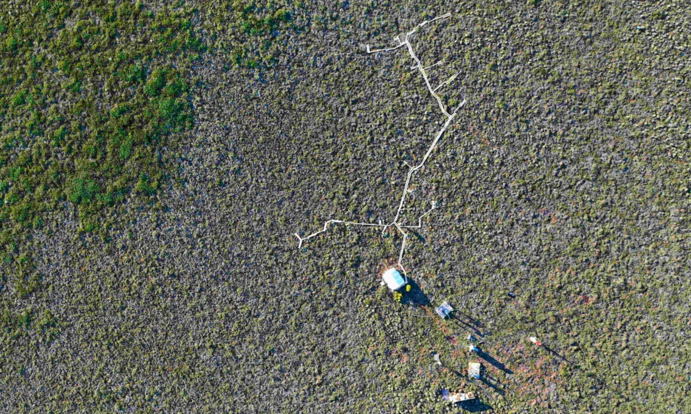 Vue aérienne prise par drone en juin 2019 du site Trail Valley Creek en haute toundra, dans les Territoires du Nord-Ouest du Canada, où des mesures automatisées et manuelles de flux de gaz sont effectuées. Le trottoir de bois permet d'accéder à chaque site de chambre à flux sans perturber la végétation et influencer les flux de gaz à l'intérieur des chambres; la tente blanche abrite l'analyseur de gaz et le système de contrôle du système de chambre automatisé; et une station micrométéorologique et une tour de covariance des turbulences sont visibles au bas de la photo.