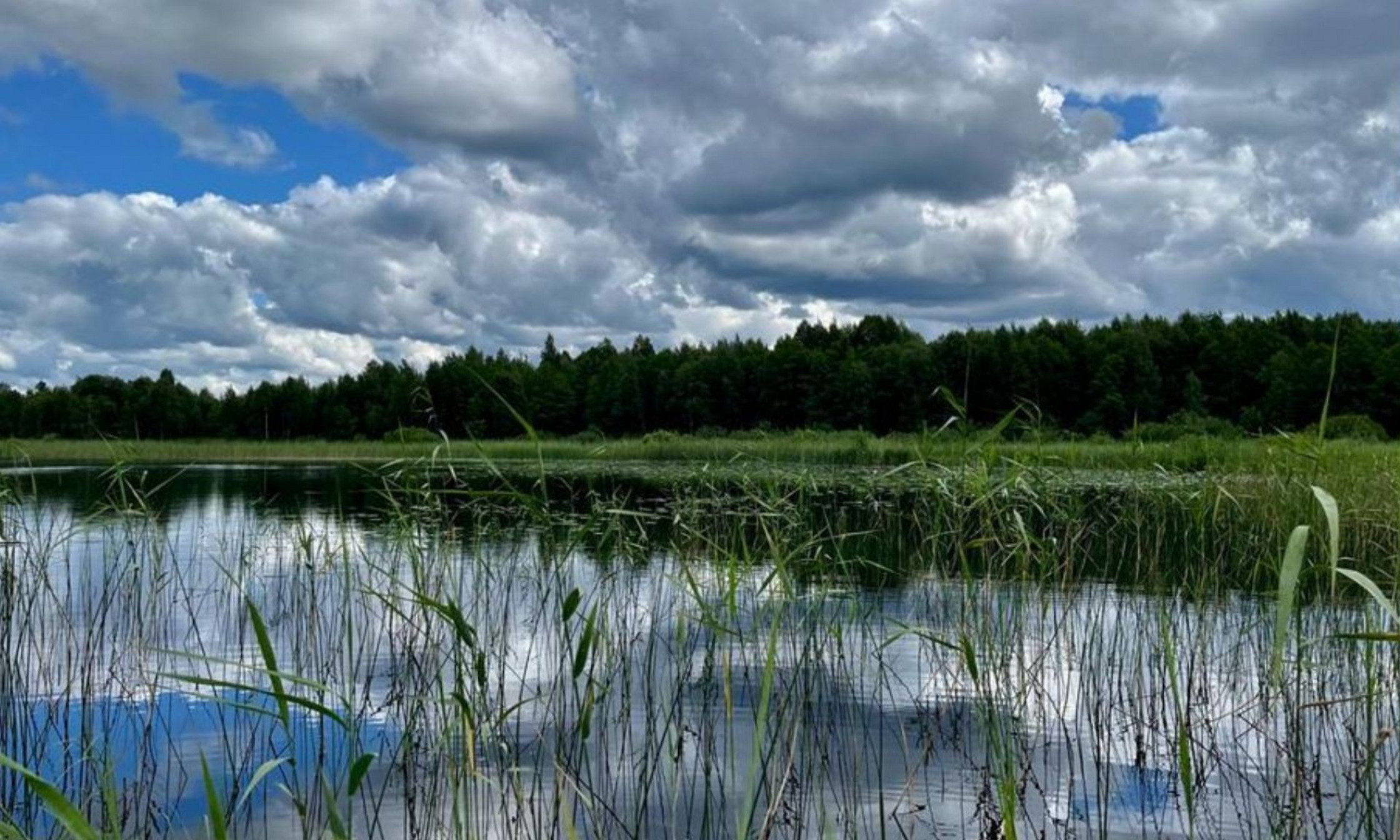 La zone littorale végétalisée du lac Ånnsjön, en Suède
