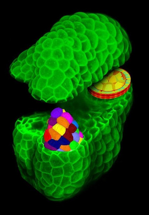 Image en 3D de l'anthère en développement, par microscopie laser confocale. La coupe virtuelle montre les cellules dans différentes couches. Les cellules colorées ont été extraites en 3D pour analyser leur croissance. Une simulation de l'anthère montre les forces physiques agissant sur les cellules.