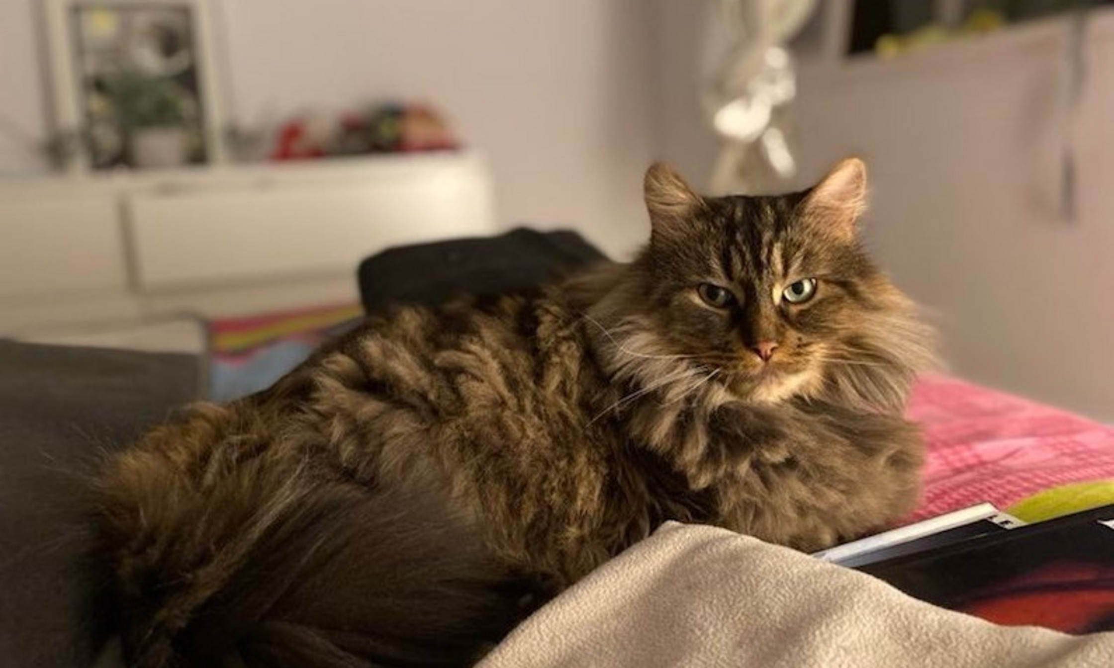 Dans le confort de son foyer, un propriétaire de chat peut ainsi savoir si son animal ressent de la douleur. 