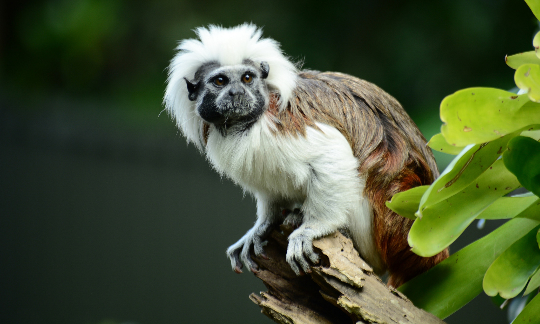 La biodiversité est profondément menacée dans la forêt tropicale sèche de Colombie