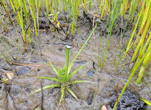 Eriocaulon parkeri (Eriocaulon de Parker)