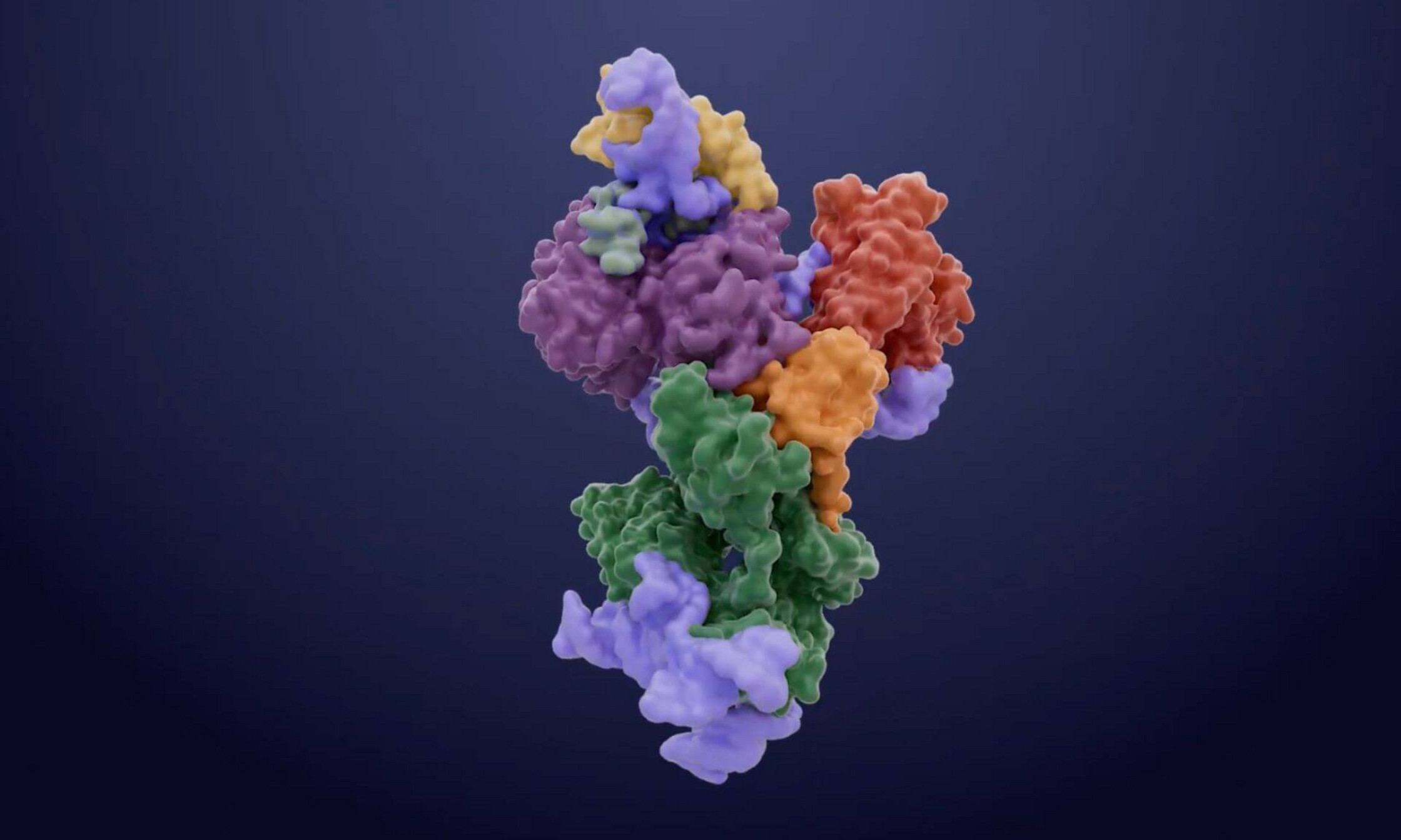 Structure obtenue par cryo-microscopie électronique de la télomérase d'une levure.