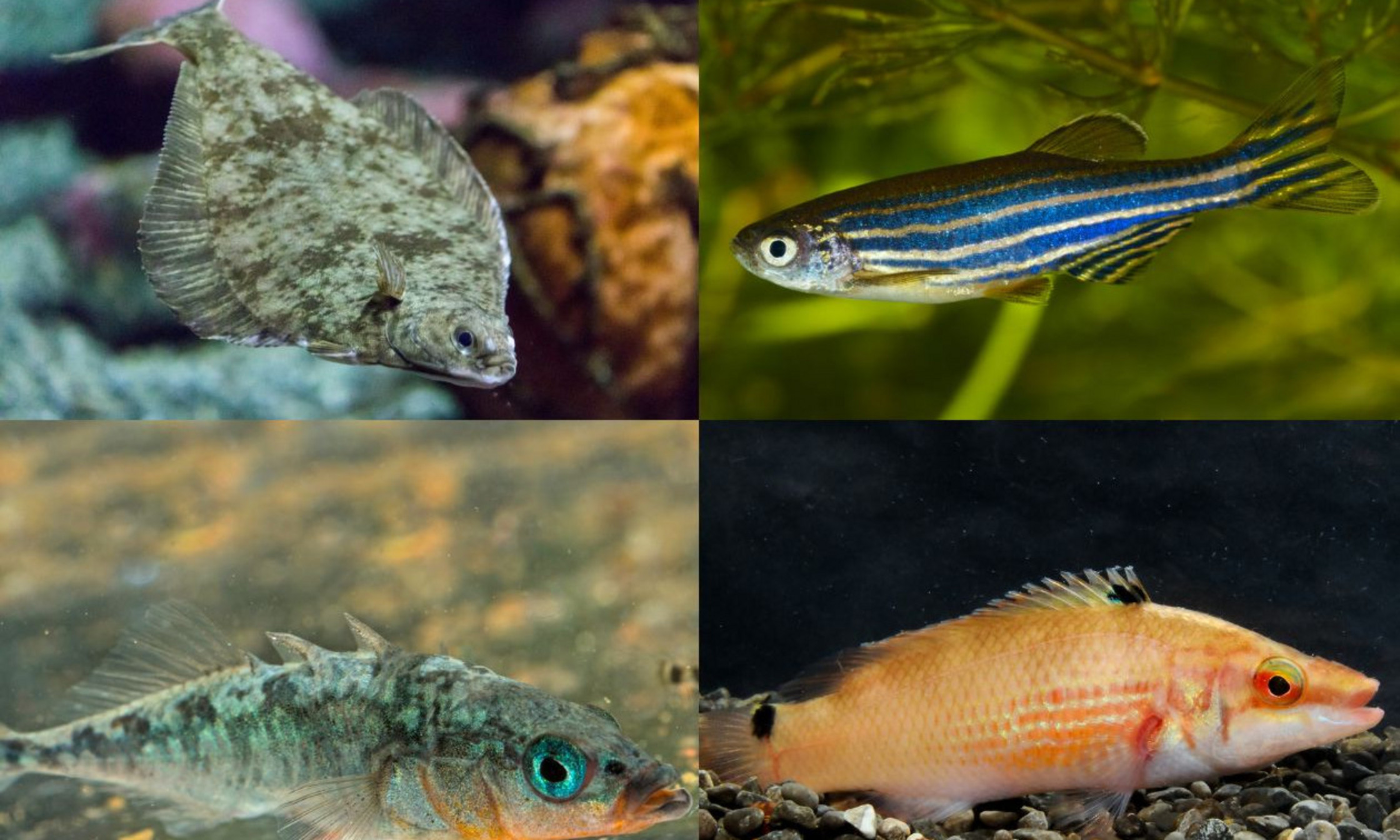 De gauche à droite: le flétan européen (Platichthys flesus), le poisson-zèbre (Danio rerio), l’épinoche à trois épines (Gasterosteus aculeatus), ainsi que le cténolabre (Ctenolabrus rupestris).