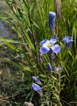 Gentianopsis virgata subsp. victorinii (Gentiane de Victorin)