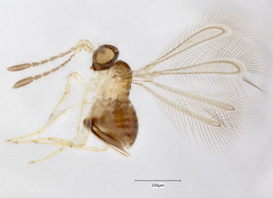 Spécimen de mymaride (échelle=0,2 mm) dont l’ADN a été séquencé, et hébergé dans la Collection entomologique Ouellet-Robert de l’Université de Montréal (numéro de catalogue «QMOR84141»)