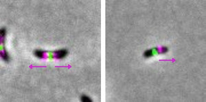 Not all bacteria grow the same way, even when they are closely related. In Caulobacter crescentus (left panel), the cell elongates from its center toward both ends (pink arrows), while in Asticcacaulis excentricus (right panel), growth occurs from the cen