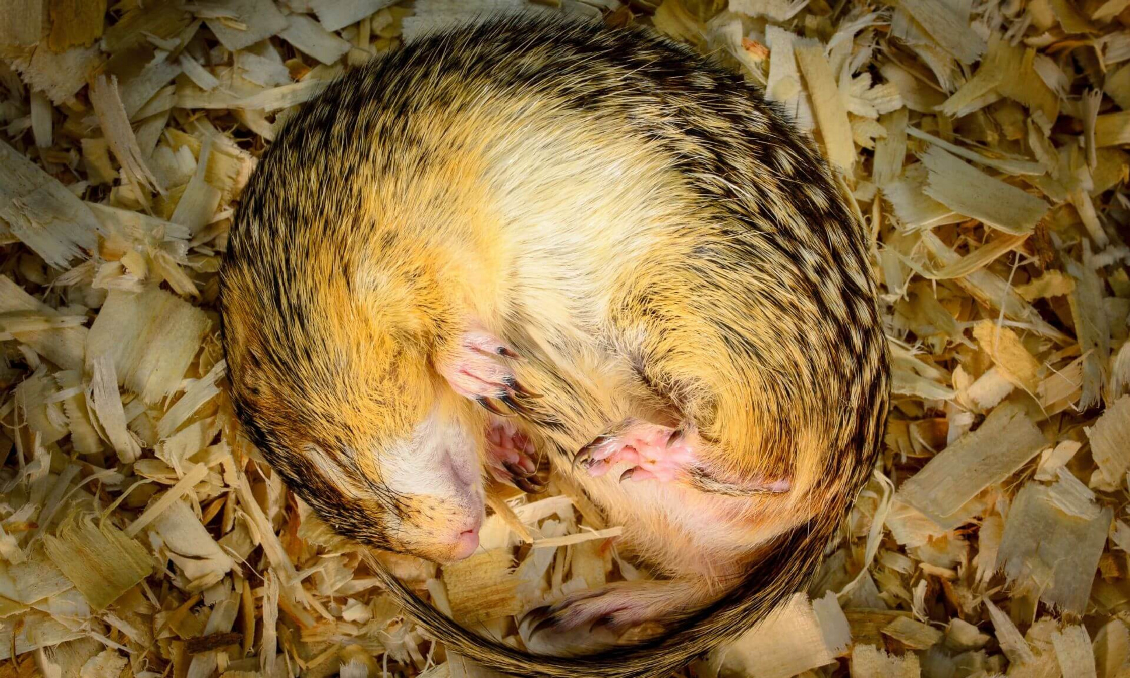 Un écureuil terrestre en hibernation