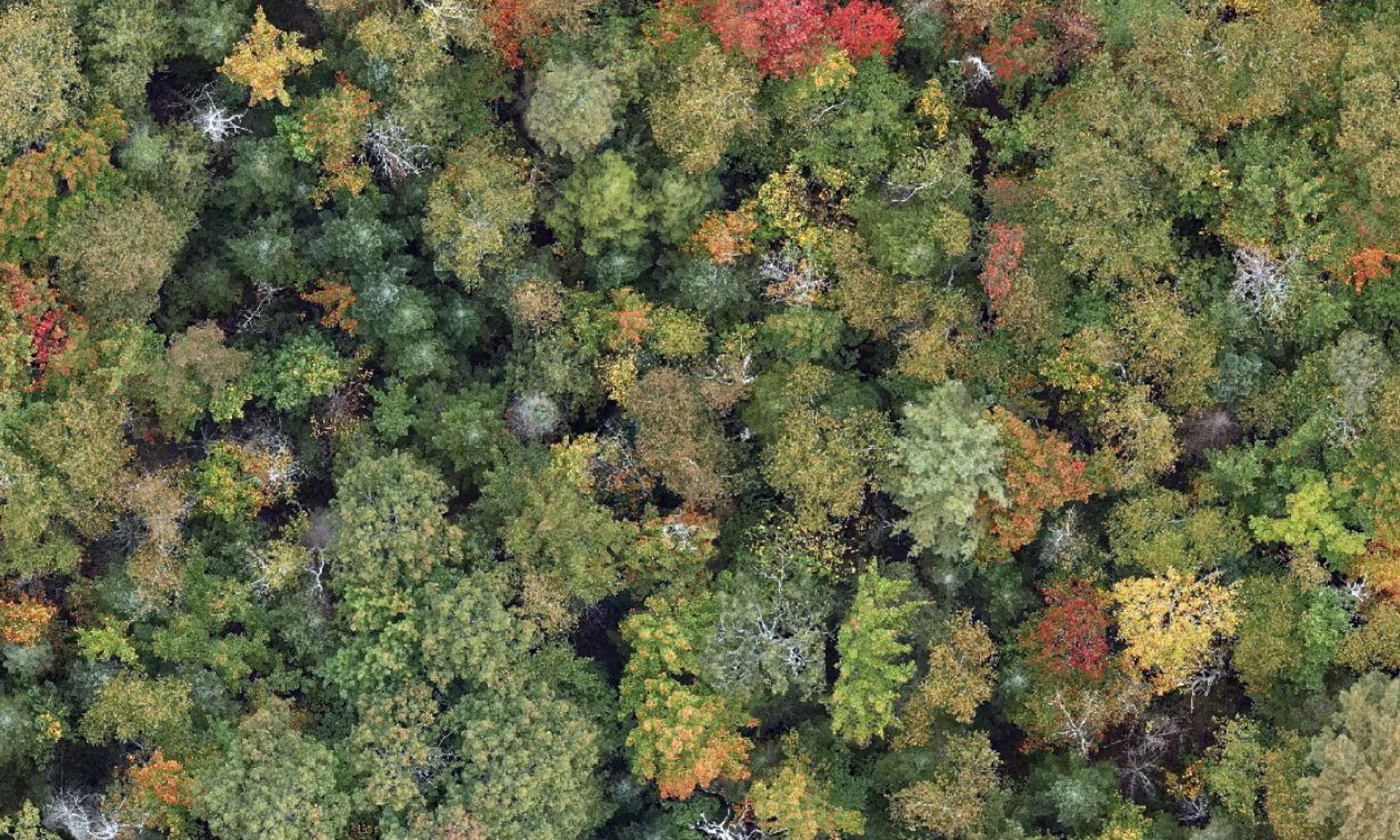  la Station de biologie des Laurentides