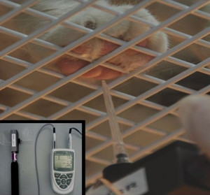 A von Frey esthesiometer is used against a cat's paw to quantify neuropathic pain.