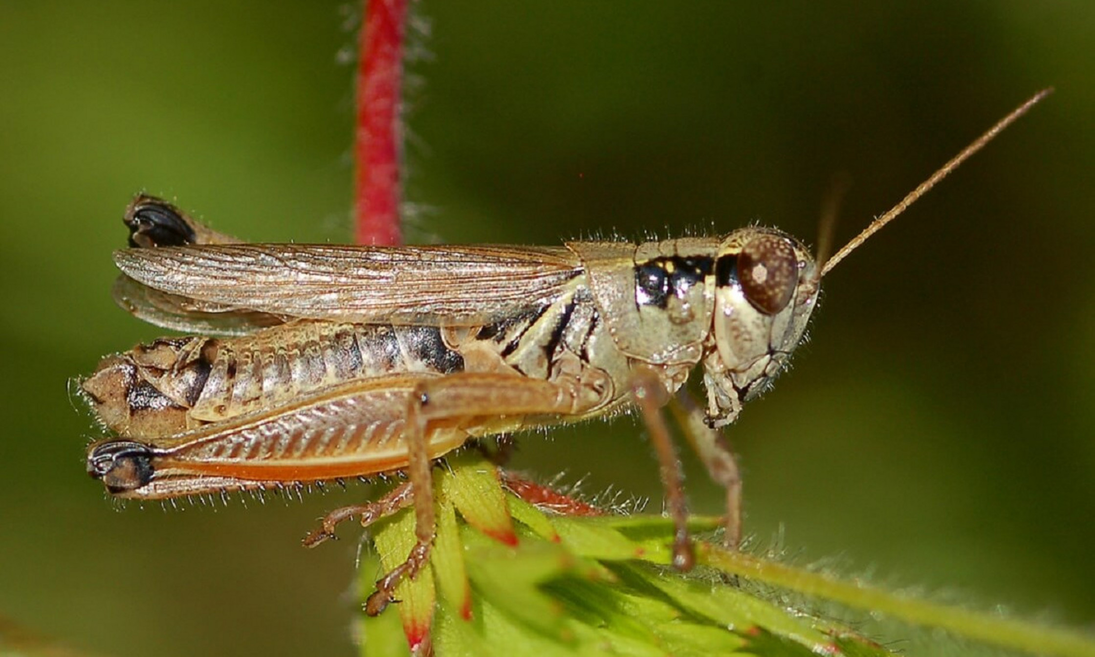 Melanoplus borealis