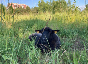 C’est l’occasion pour plusieurs citadins et citadines de découvrir cet animal et de côtoyer de la nature en ville.