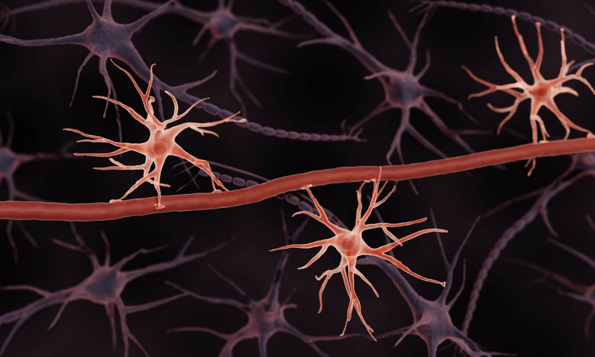 Astrocytes are responsive to a wide range of hormones and neurotransmitters.