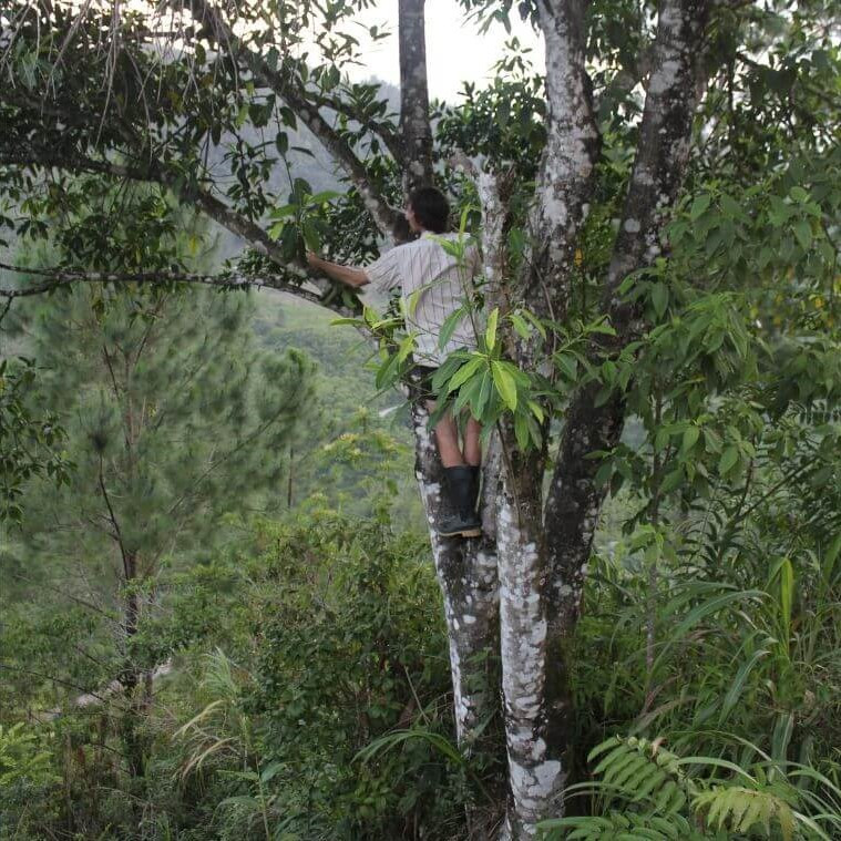 Sampling of tree leaves in northern Guatemala.