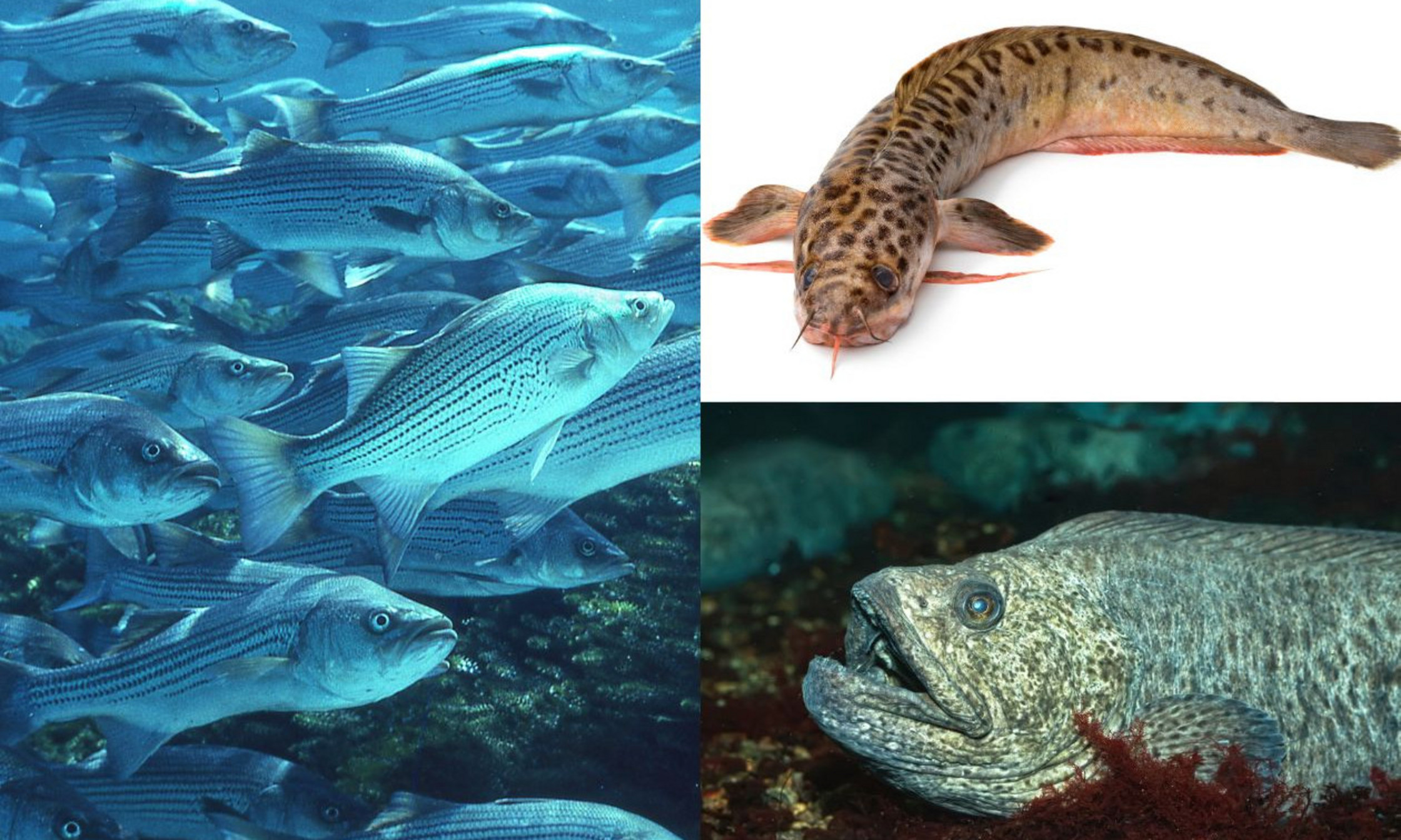 Les trois espèces de poissons qui ont servi à l’expérience, soit le bar rayé (Morone saxatilis) provenant du fleuve Saint-Laurent, le loup tacheté (Anarhichas minor) et le loup Atlantique (Anarhichas lupus).