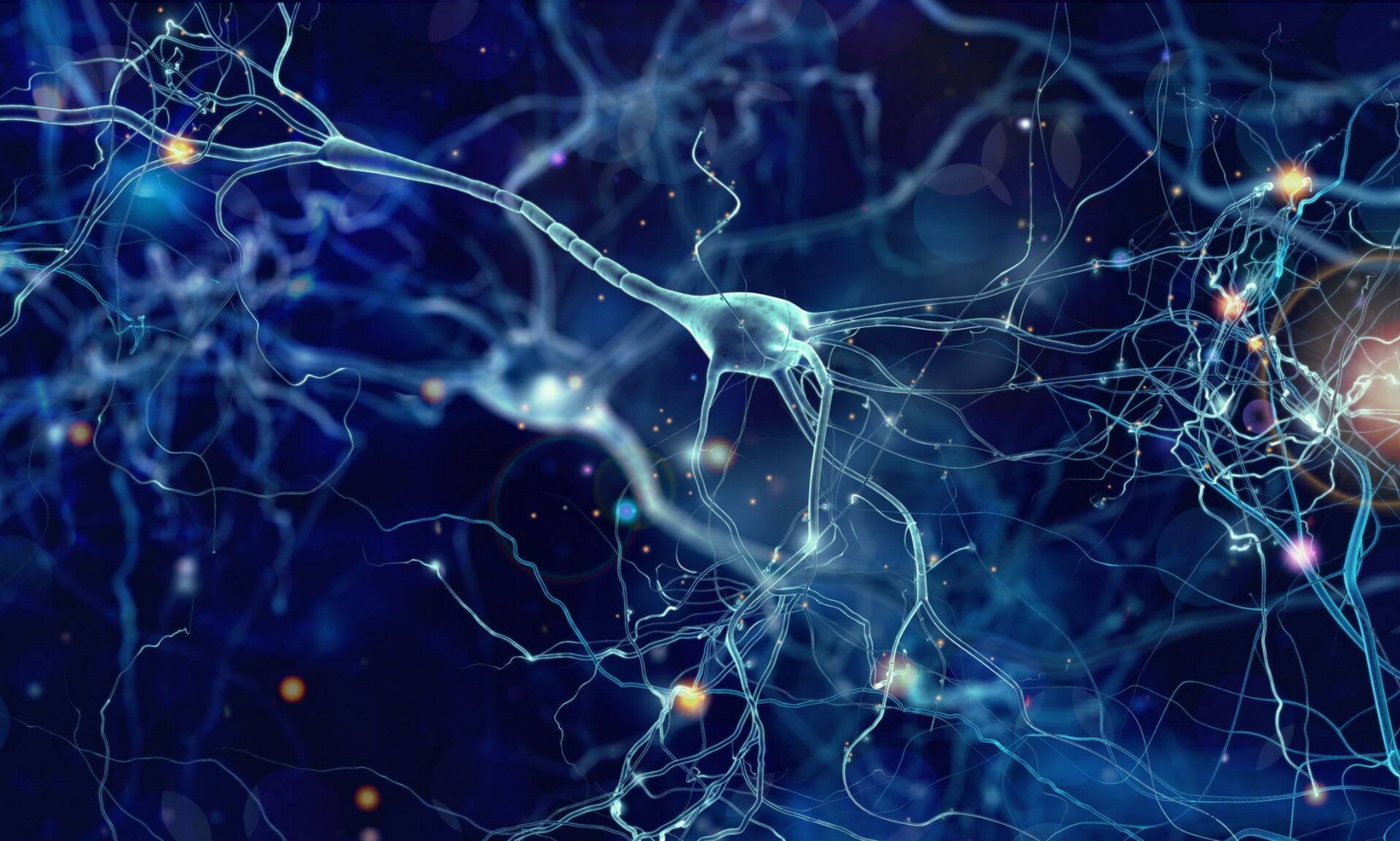 The study shows that neurons maintain lipid reserves in the form of lipid droplets.