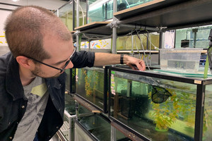 Les poissons habitués aux eaux peu profondes, comme l'épinoche à trois épines et le poisson zèbre, s’acclimatent plus rapidement aux changements de température.