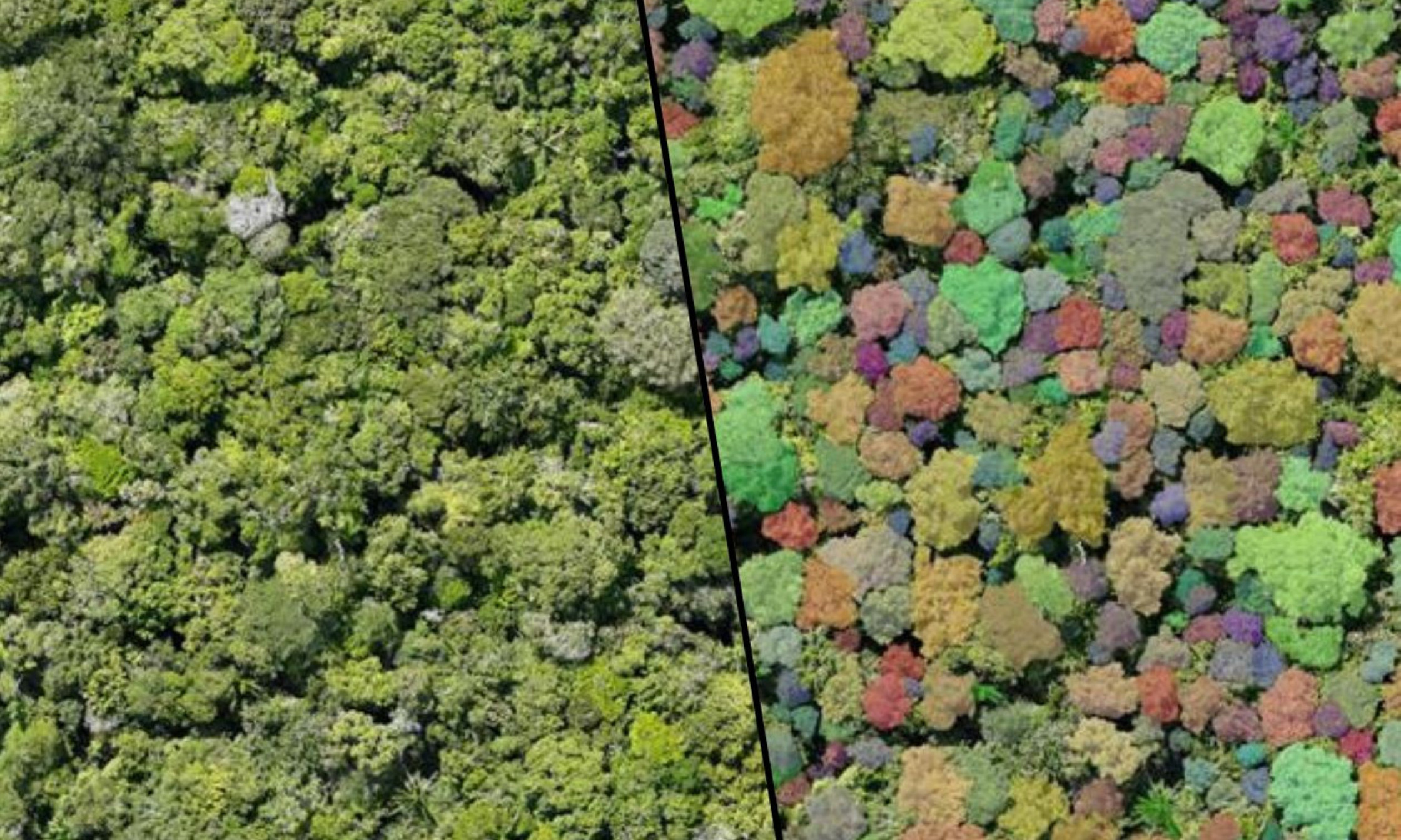 À gauche: Section d’imagerie par drone acquise pendant la finale de la compétition XPRIZE Rainforest, tenue dans la forêt amazonienne du Brésil en juillet 2024. À droite: Même image, mais avec les segmentations et classifications d’arbres (couleur différente de couronne) obtenues automatiquement à l’aide de la solution d’intelligence artificielle imaginée par l’équipe. 