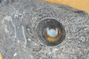 Cataracte à l'oeil droit d'un loup Atlantique