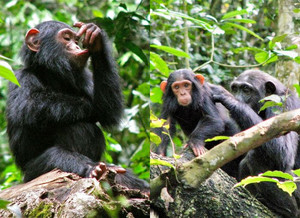 Les nids remplissent un rôle fonctionnel de sommeil chez les chimpanzés plus âgés, mais peuvent être utilisés davantage pour jouer et explorer l'environnement quand ils sont petits.