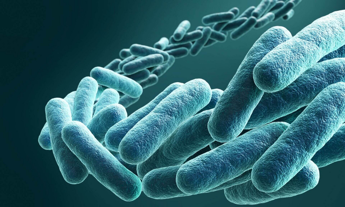 Selon l'étude, les bactéries renforcent leur paroi pendant les derniers instants de la division cellulaire.