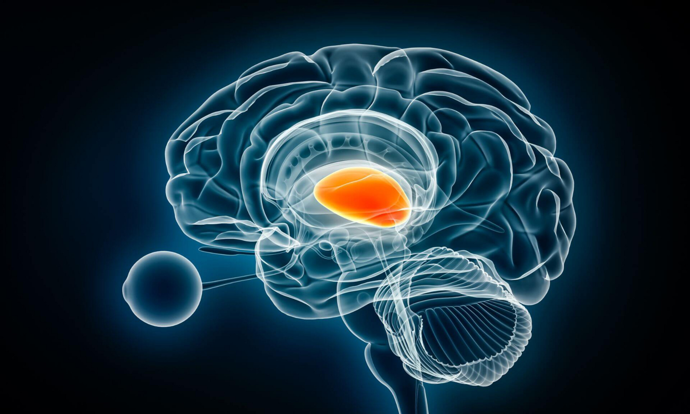 The technique developed by researchers at Université de Montréal offers a new way to probe neural pain networks.