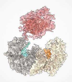 En saumon, la représentation de la structure de cryomicroscopie électronique de BRAF. Les autres représentations sont des protéines dites “chaperones”, c’est-à-dire qui aident les autres protéines à se replier correctement.