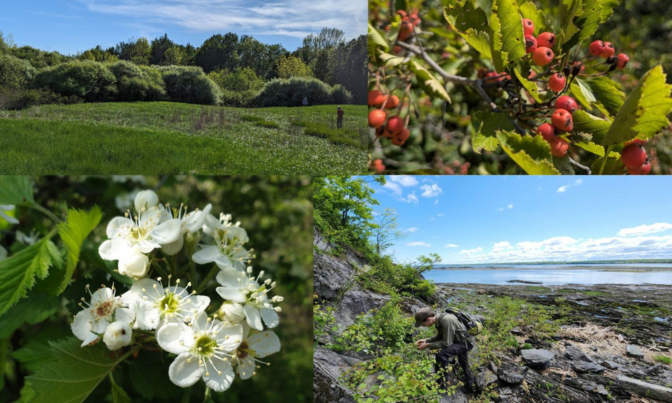 De gauche à droite: habitat des aubépines, chrysocarpa, canadensis et Marc-Aurèle Vallée