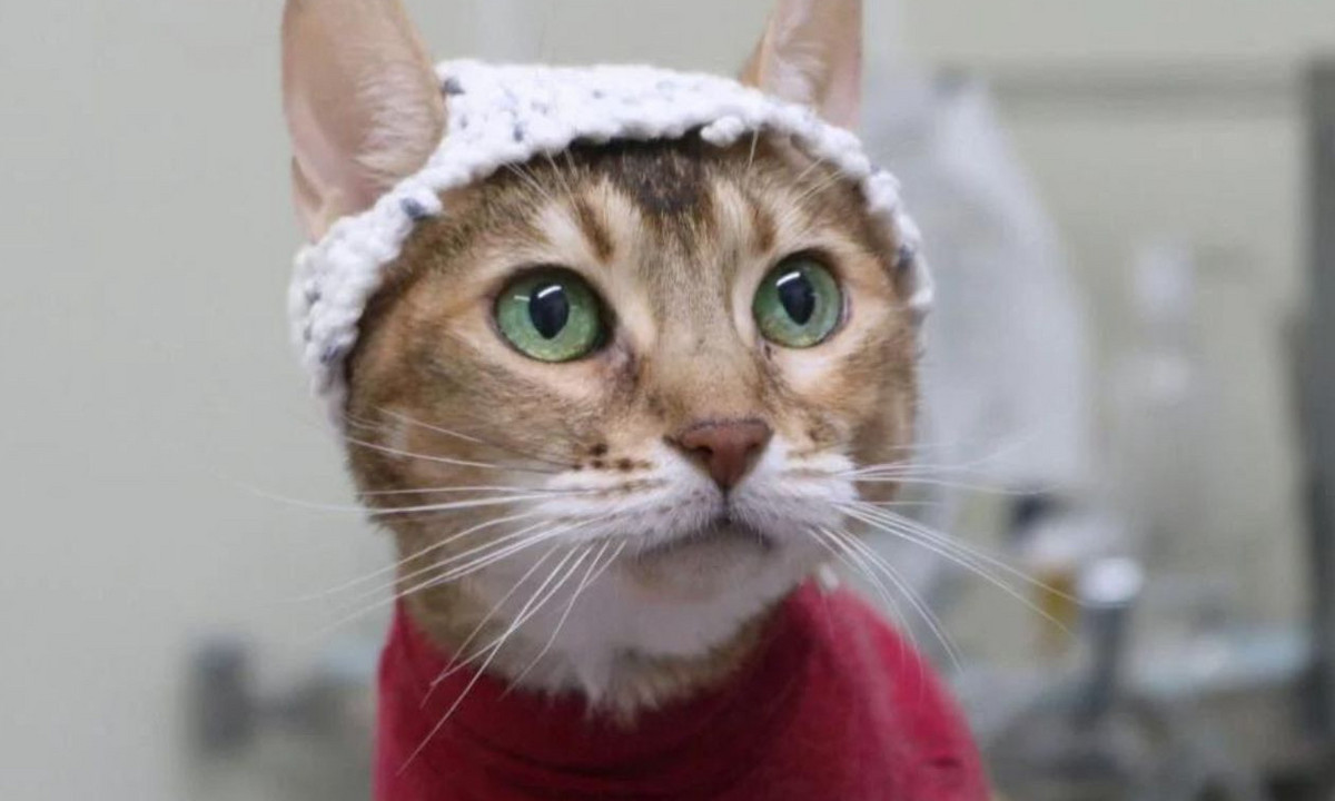 Un chat portant les électrodes et le bonnet tricoté spécialement.
