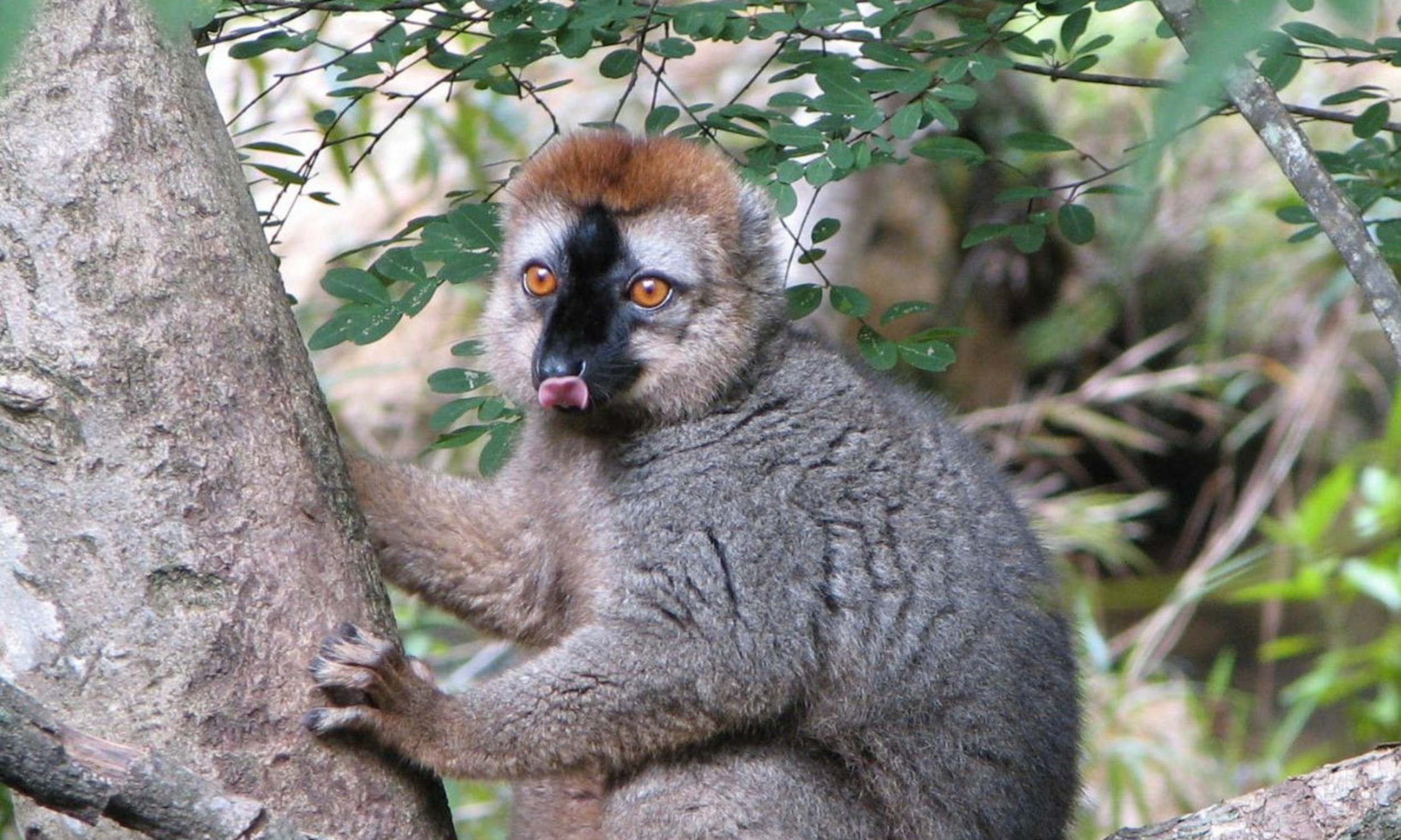 Lémur à front roux (Eulemur rufifrons)