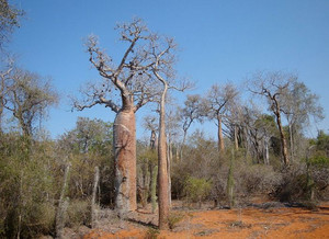 Forêt sèche épineuse de Madagascar