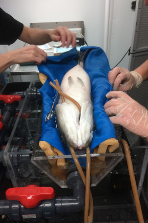 Opération des cataractes des poissons